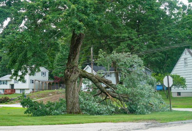 Tree Health Inspection in Berea, SC